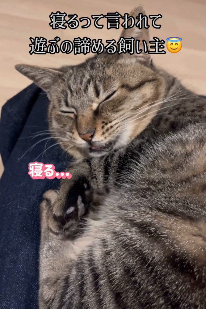 寝ながら鳴く猫