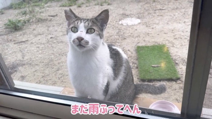 窓の外にいる猫