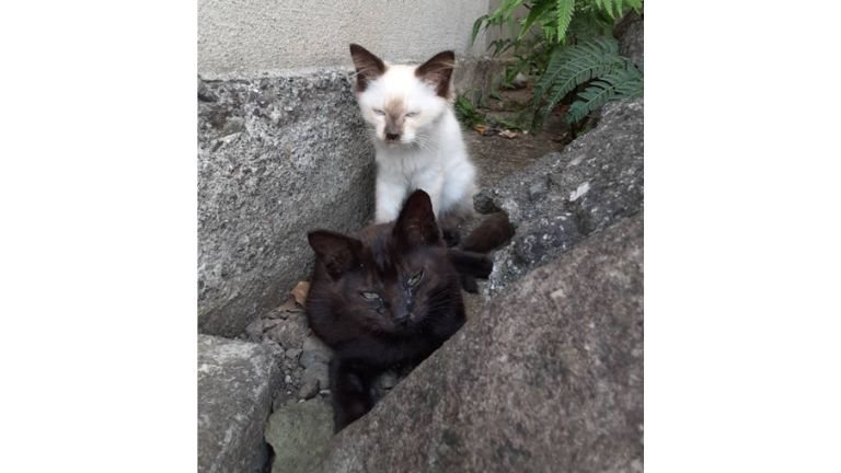外にいる猫