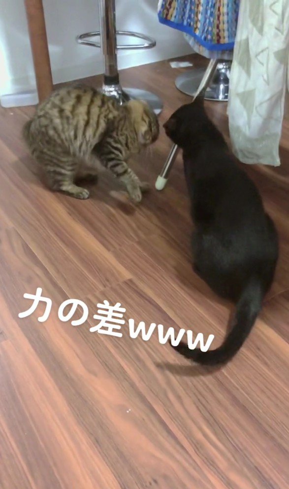 怯むモフ猫ちゃん