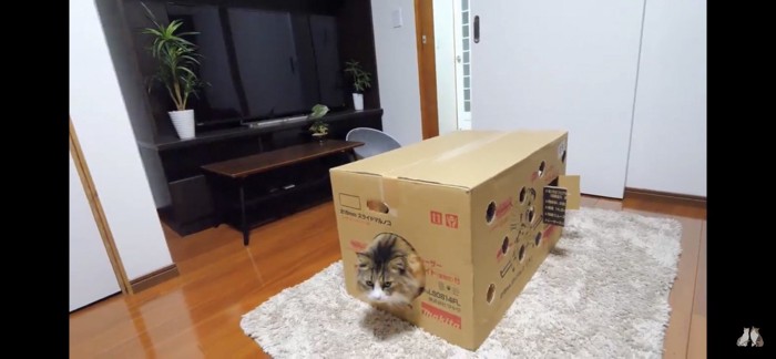 穴から覗く猫