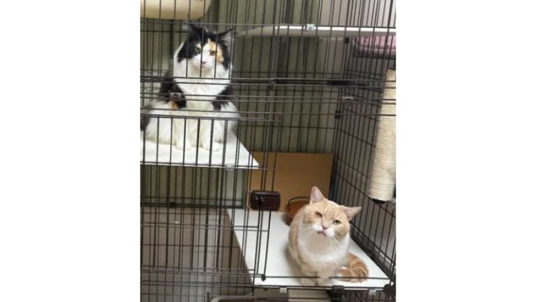 ケージにいる猫