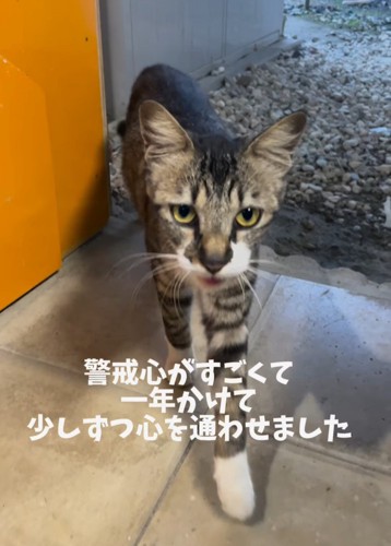 近づいてくる猫