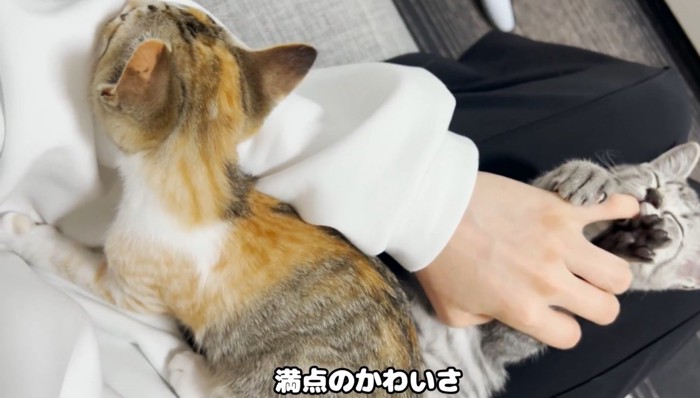 指をしゃぶる猫と腕にもたれかかる猫