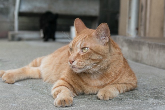 何かを見る野良猫ちゃん