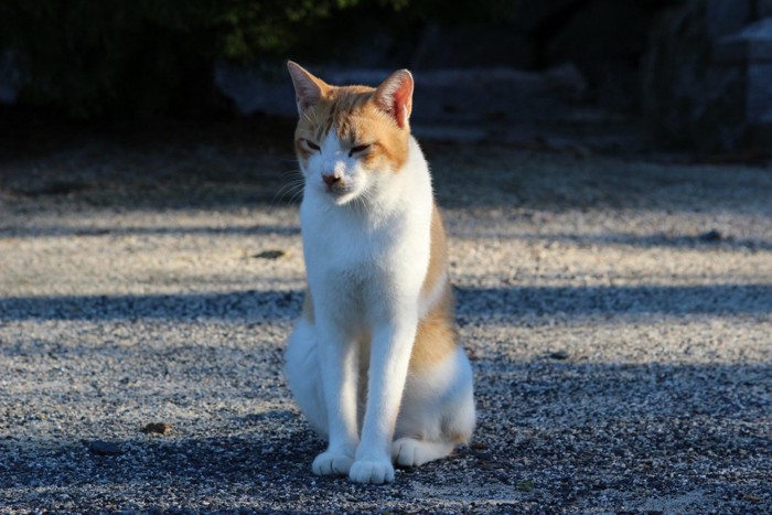 寂しそうな猫