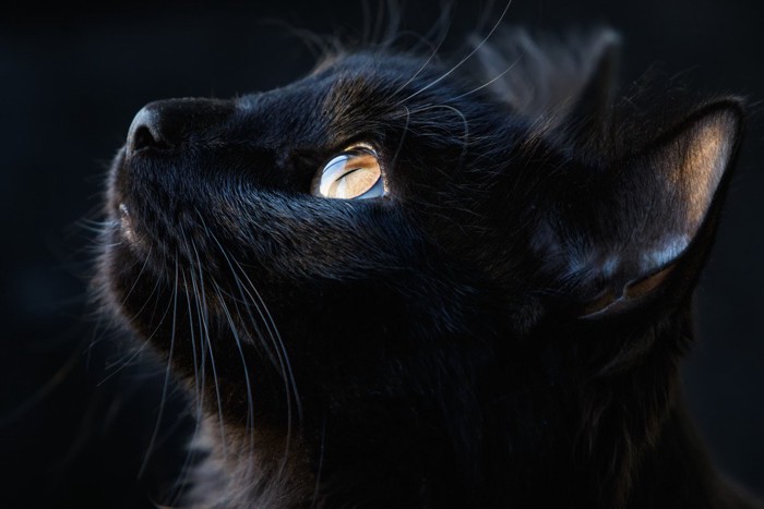 黒猫の目