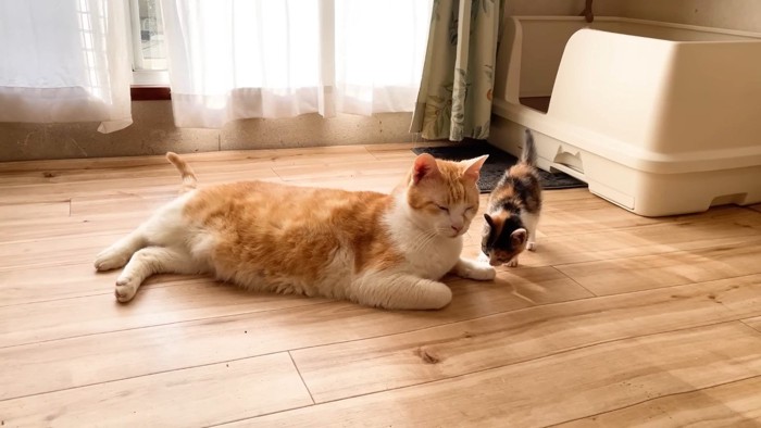 顔を近づける三毛ちゃん