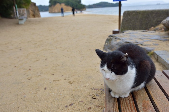 海辺でくつろぐ猫