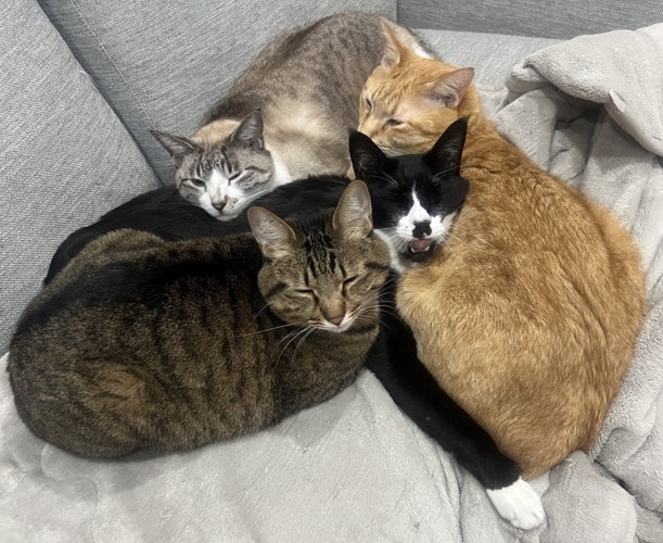 4匹の猫