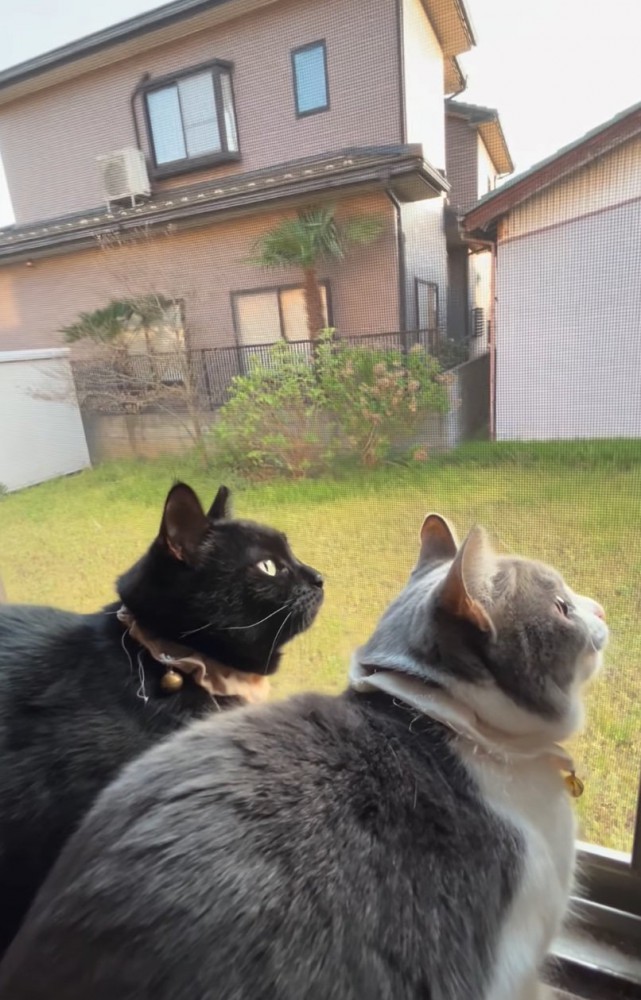 鳥を見つめる猫たち