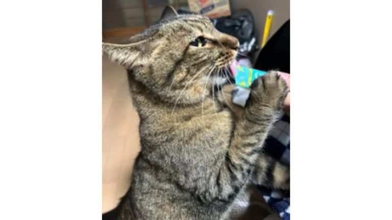 ちゅーるを食べる猫