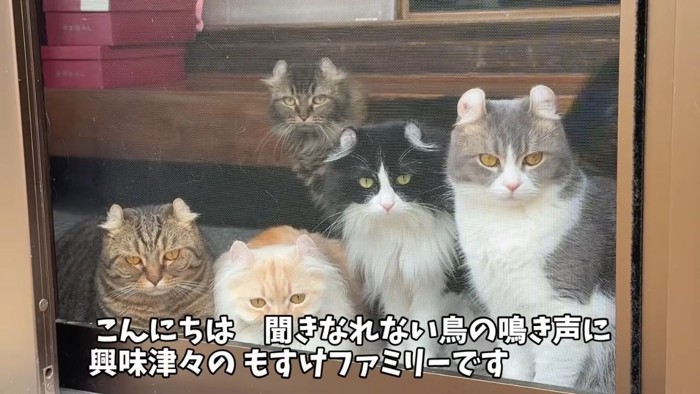 アメリカンカールの猫5匹