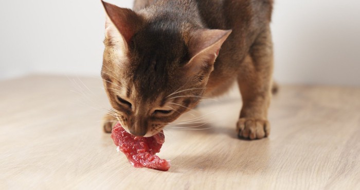 生肉を食べる猫