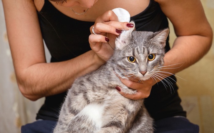 猫の耳掃除をする女性