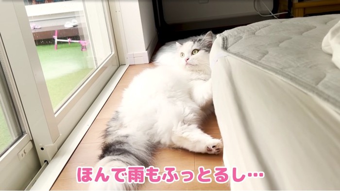 外を眺める猫