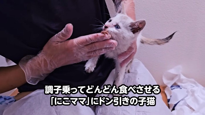 見上げる猫