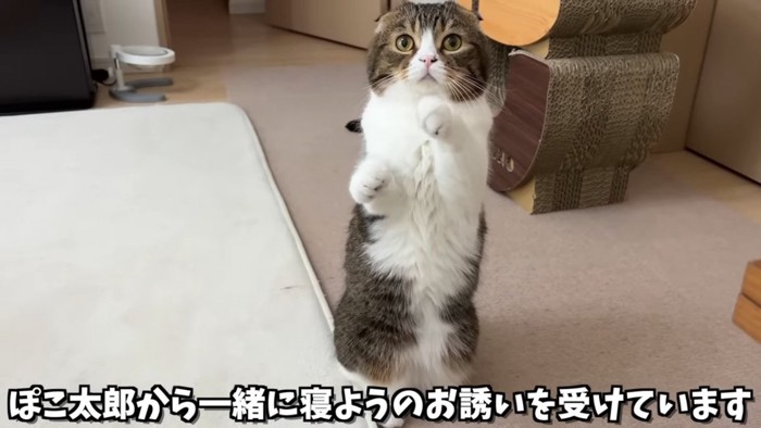 後ろ足で立つ猫