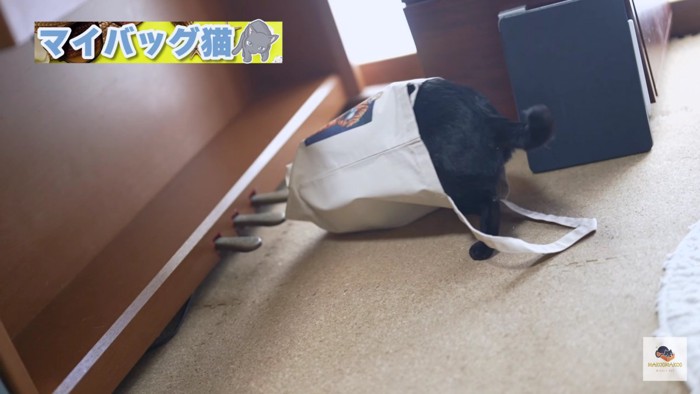 バッグに入る黒猫