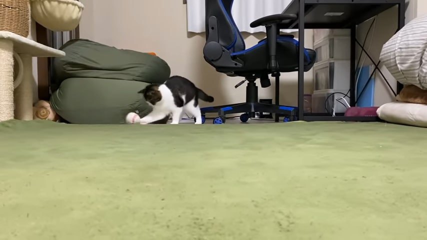 ボールのおもちゃで遊ぶ猫