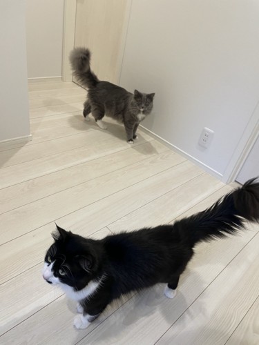 立っている2匹の猫