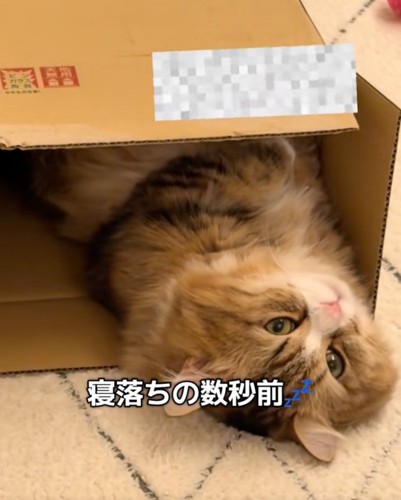 収まる猫