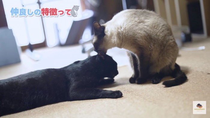 黒猫を舐めるシャム猫