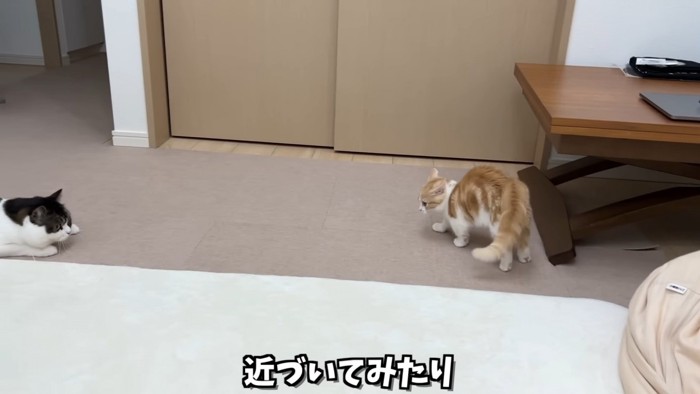 立っている子猫