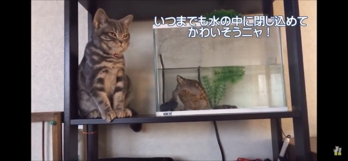 目を細める猫