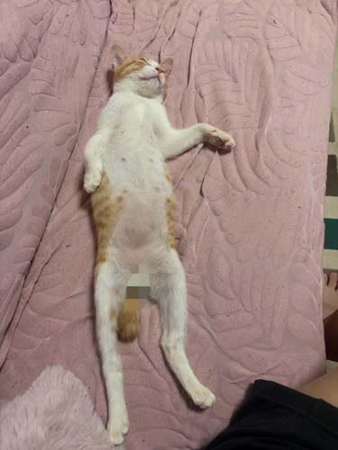 仰向けで寝ている猫