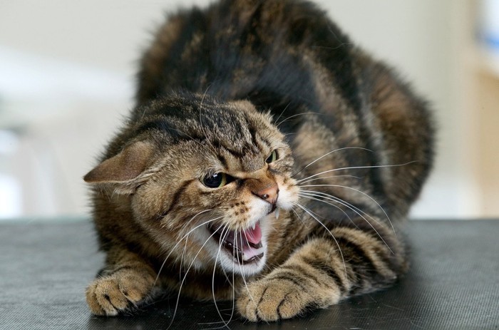 診察台の激怒猫
