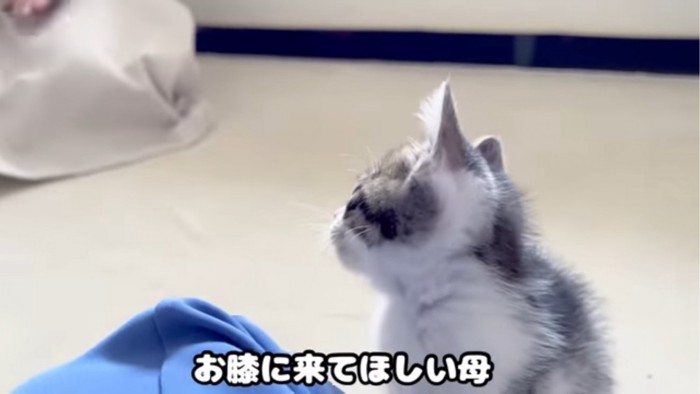 おばあちゃんを見る子猫