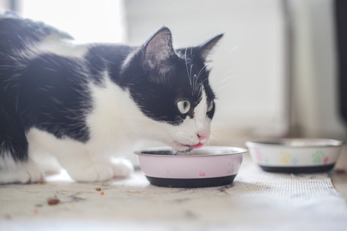 食事をする猫