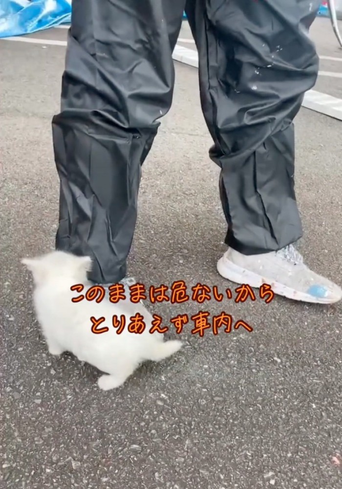 足元を嗅ぐ子猫