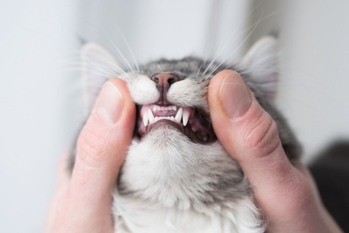 歯をチェックされている猫