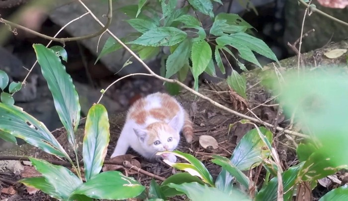 怯える子猫が1匹ぽつんと…