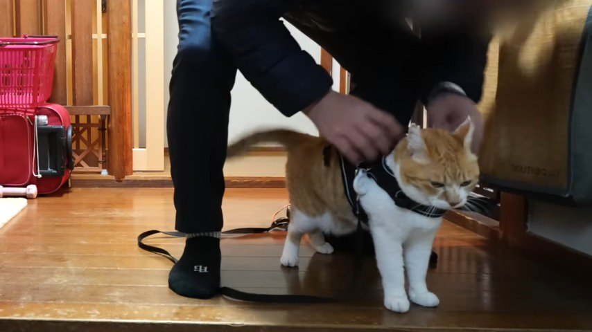 玄関 猫にハーネスを付けるお父さん