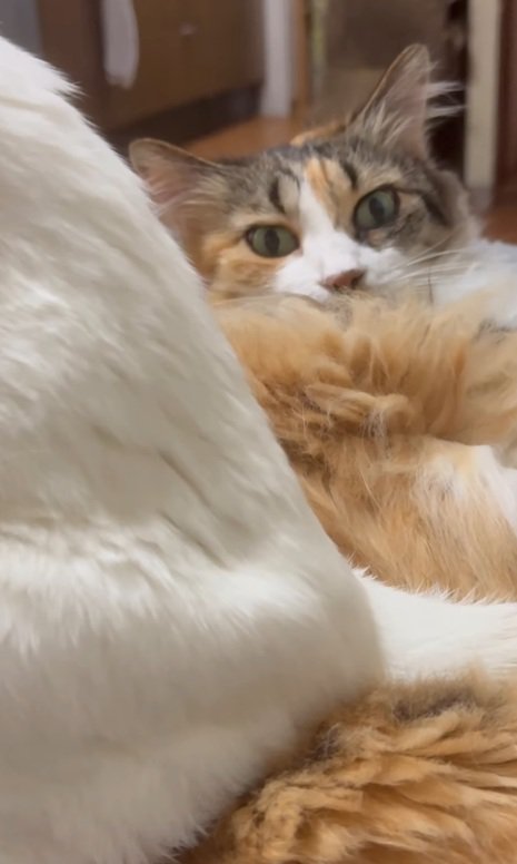 見つめる猫