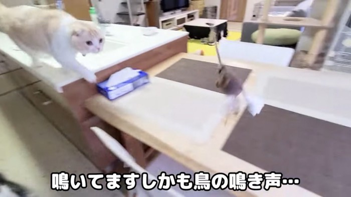 おもちゃを追いかける猫