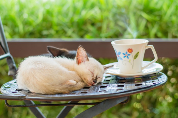 カフェと猫の写真