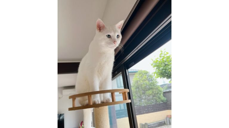 キャットタワーにいる猫