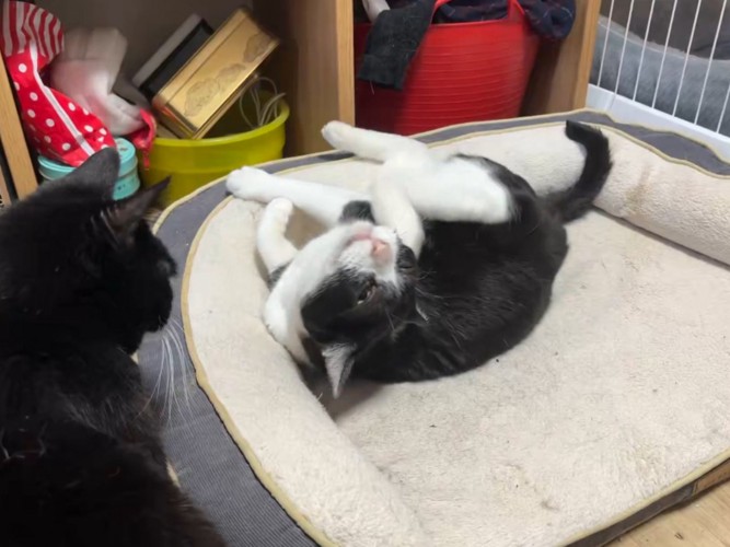 耳を搔いているハチワレ猫を見つめる黒猫