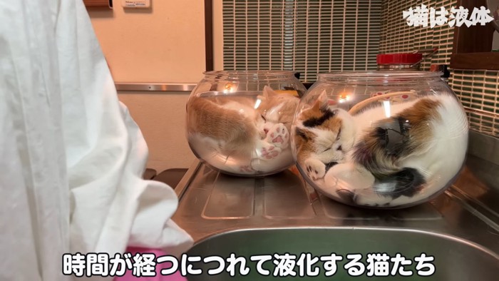 2つの金魚鉢に入る2匹の猫