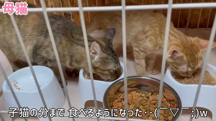 ごはんを食べる猫