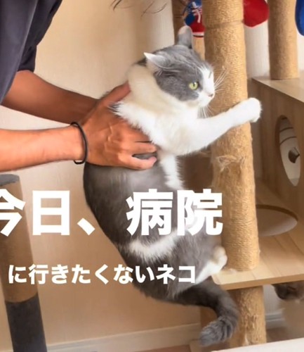 抵抗する猫