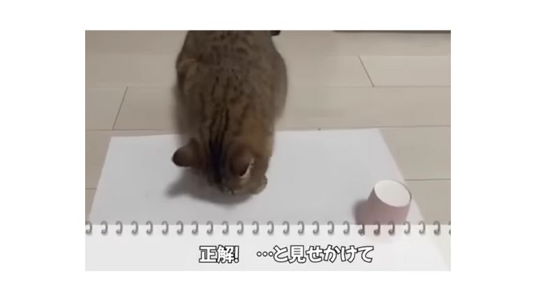 室内にいる猫