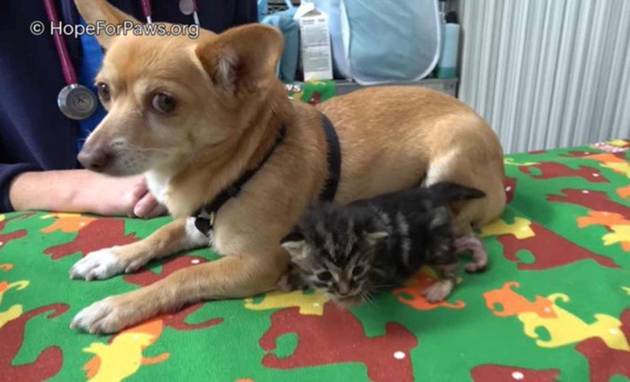 捨てられた子猫と犬