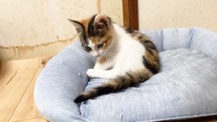 座ってシッポを見つめる