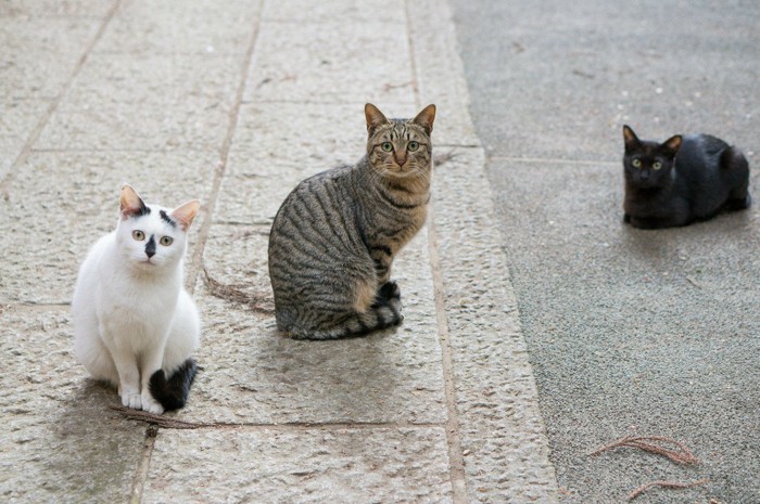 三匹の猫