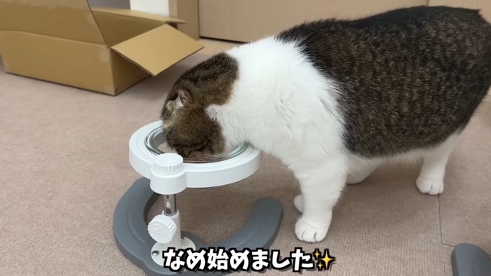 食事をする猫